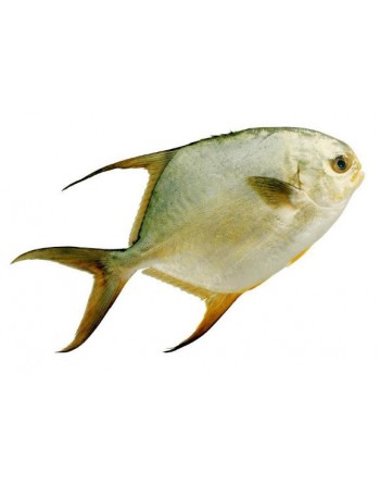 Ikan Bawal Emas - 银鲳鱼