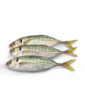 Ikan Selar A - 色拉鱼 A