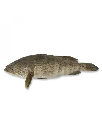 Ikan Kerapu - 石斑鱼