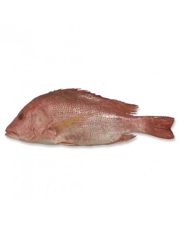 Ikan Merah - 红鱼