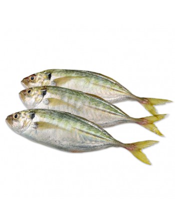 Ikan Selar B - 色拉 B
