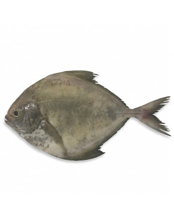 Ikan bawal Hitam  - 黑鲳鱼