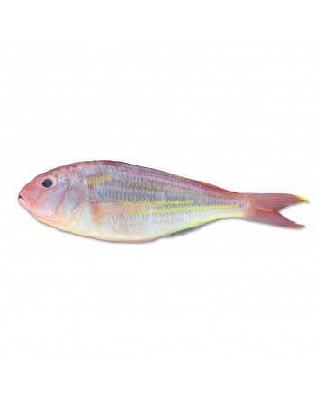 Ikan Kerisi Kuning - 黄哥里
