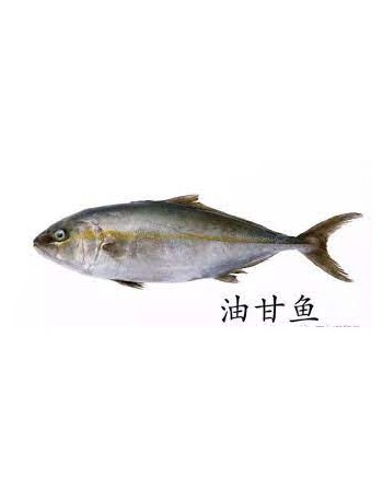 Ikan Tauhu - 油甘鱼