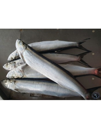 Ikan Parang - 西刀鱼