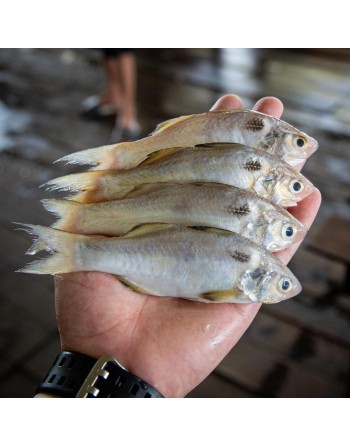 Ikan Senangin Bio-米午鱼