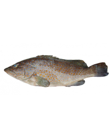 Ikan Kerapu Bunga - 花过石班鱼
